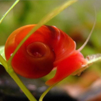 Planorbarius rosse