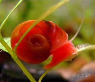 Planorbarius rosse