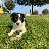 Cuccioli di Border collie