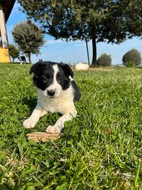 Cuccioli di Border collie