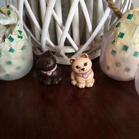 Coppia Gatti Thun Bauli. Chiaro e moro