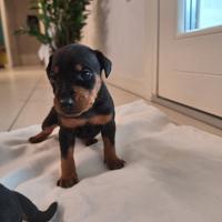 Pinscher nano Zwergpinscher Pedigree