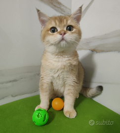 Scottish straight pedigree ENFI