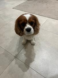 Cavalier king da monta