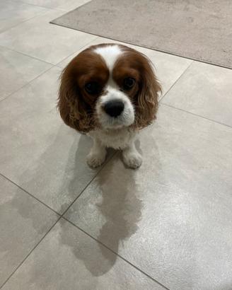 Cavalier king da monta