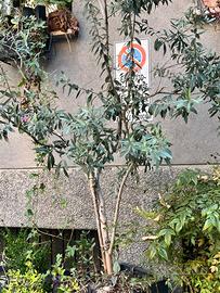 Ulivo