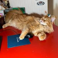 Gatto Maine Coon per monta