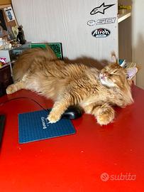 Gatto Maine Coon per monta