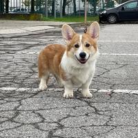 Welsh Corgi pembroke