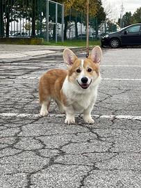 Welsh Corgi pembroke