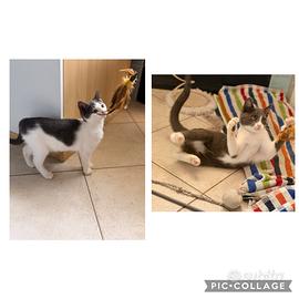 Gattini 3 mesi abbandonati