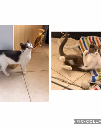 Gattini 3 mesi abbandonati