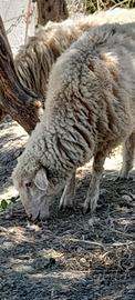 Disponibilità di pecore comisane