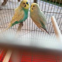 Coppia uccelli colorati