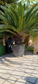 cycas revoluta 
