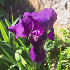 Iris viola e bianchi, rizomi o piante in vaso