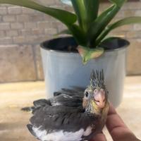 Pullo calopsite ancestrale