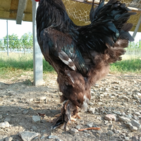 Galli giovani Brahma Columbia e Perniciato argento