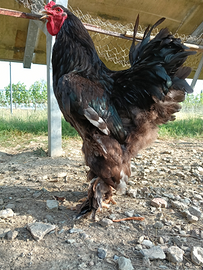 Galli giovani Brahma Columbia e Perniciato argento