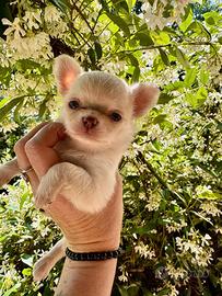 Chihuahua femmina a pelo lungo