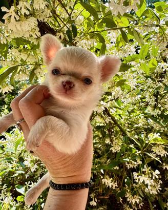 Chihuahua femmina a pelo lungo