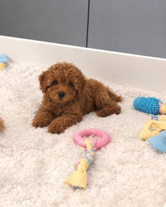 Barboncino toy red femmina con pedigree