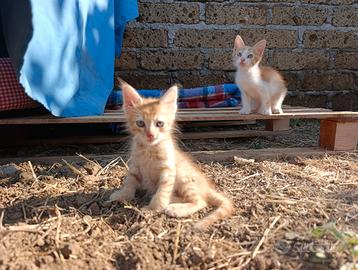 Cuccioli gattini dolcissimi