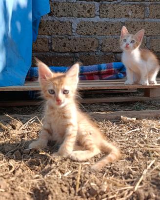 Cuccioli gattini dolcissimi