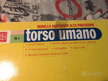 Modello Anatomico Torso Umano Selegiochi MK050
