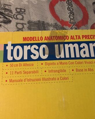 Modello Anatomico Torso Umano Selegiochi MK050