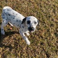 Cucciola Dalmata femmina in adozione