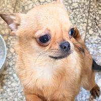 Chihuahua maschio con pedigree enci