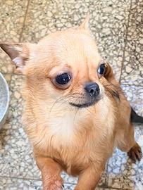 Chihuahua maschio con pedigree enci