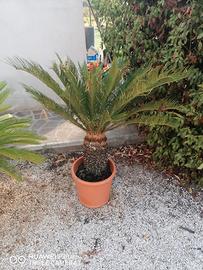 Piante Cycas 