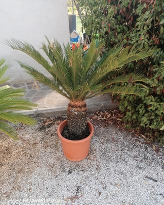 Piante Cycas 