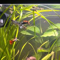 Guppy