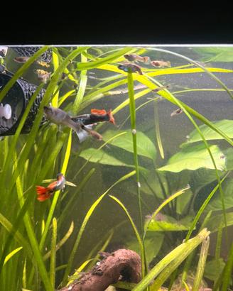 Guppy