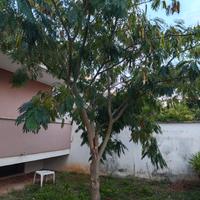 albero per giardino