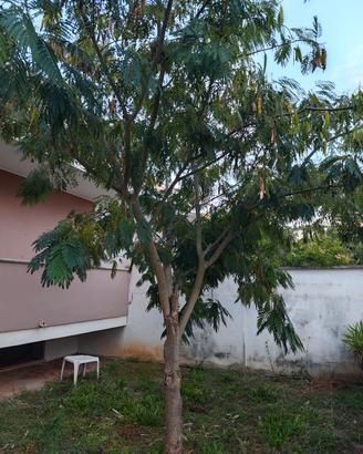 albero per giardino