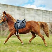 Cavallo Castrone sauro mix quarter