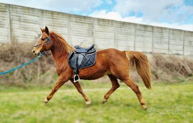 Cavallo Castrone sauro mix quarter