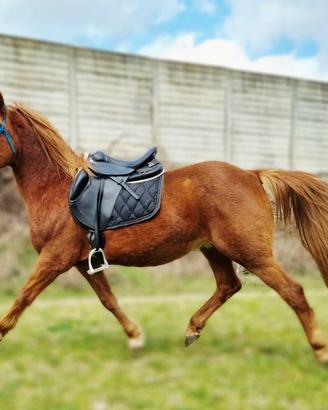 Cavallo Castrone sauro mix quarter