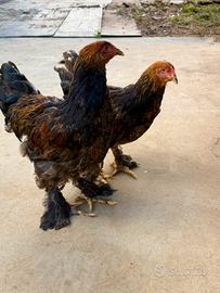 Galline ornamentali