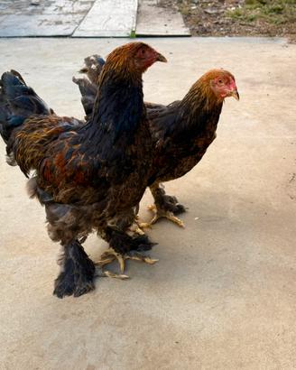 Galline ornamentali