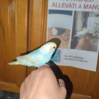 Pappagalli allevati a mano