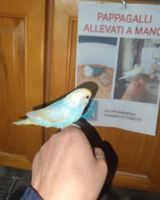 Pappagalli allevati a mano