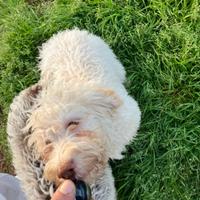 Lagotto romagnolo con pedigree ROI