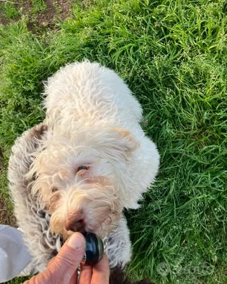 Lagotto romagnolo con pedigree ROI