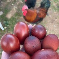 Gallinelle e galli