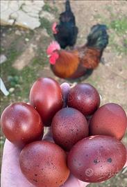 Gallinelle e galli